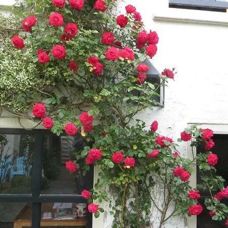 Apple Tree - Charming At Beautiful Canal In Our Idyllic Garden Gouda