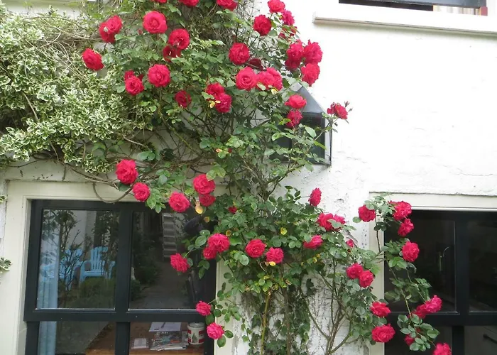 Apple Tree - Charming At Beautiful Canal In Our Idyllic Garden Gouda
